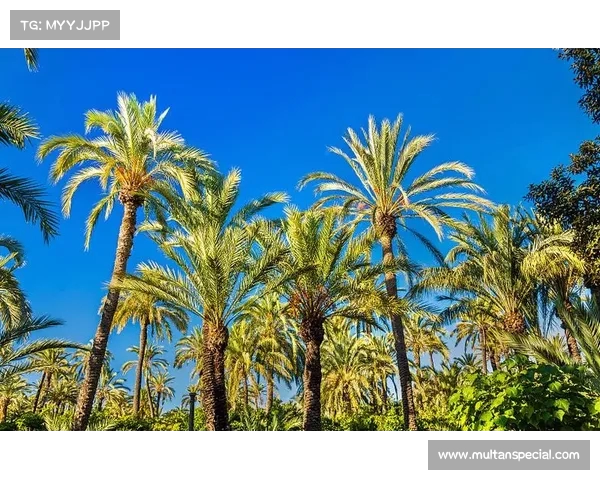 以埃尔切为核心探索西班牙东南部的文化历史与自然风光之旅